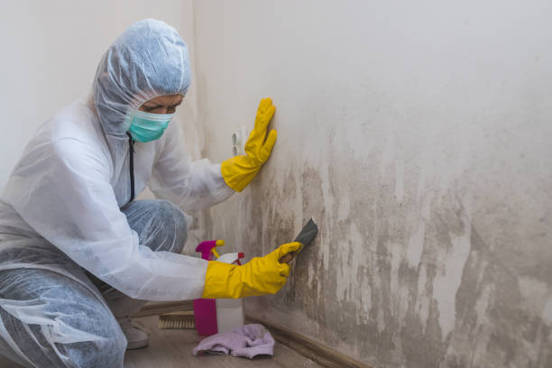 Best Attic Mold Removal  in Cocoa, FL