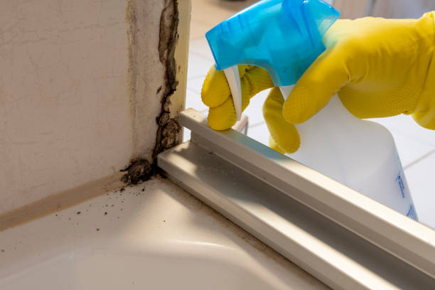 Best Mold Damage Repair  in Cocoa, FL