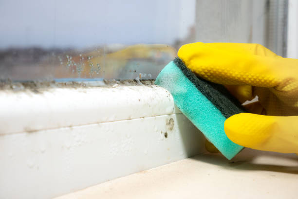 Best Mold Damage Repair  in Cocoa, FL