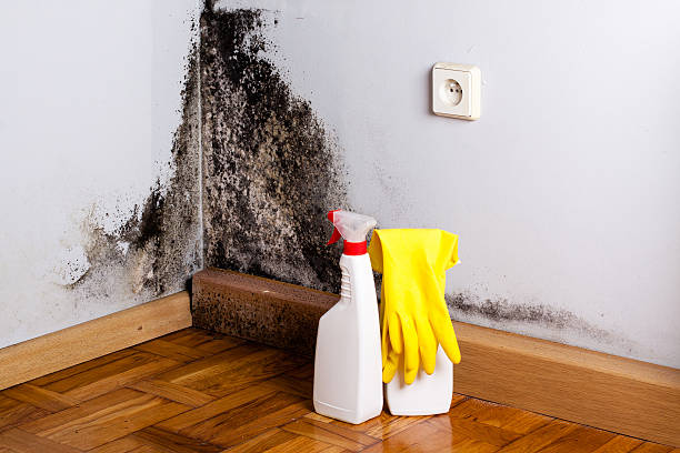 Best Mold Damage Repair  in Cocoa, FL